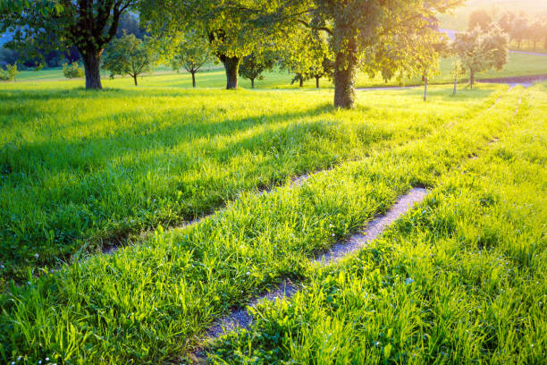 Meadow, trees and dirt road in spring at sunset, Switzerland