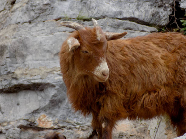 istock Cute little brown goat on the rocks 1159188112
