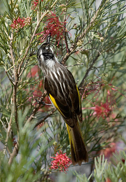 istock New Holland Honeyeater 115918847
