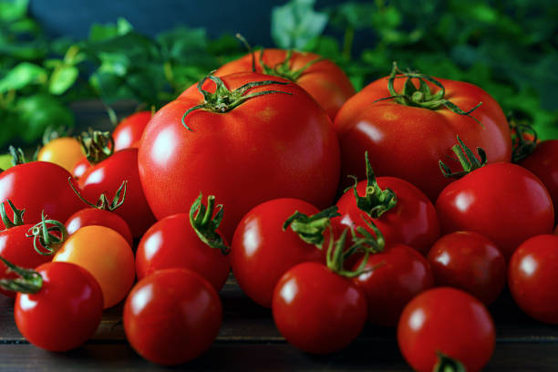 istock Fresh tomatoes isolated on wooden background. Harvesting tomatoes. 1159188795