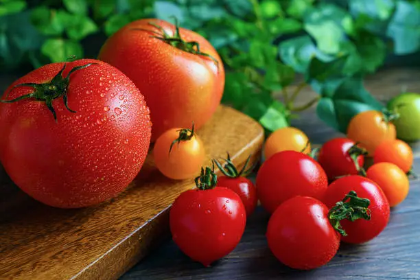 Photo of Fresh tomatoes isolated on wooden background. Harvesting tomatoes. Tomato with droplets of water.