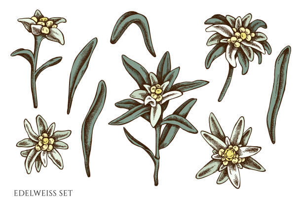 illustrazioni stock, clip art, cartoni animati e icone di tendenza di insieme vettoriale di edelweiss colorata disegnata a mano - stella alpina