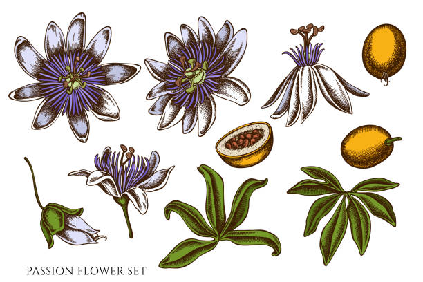 ilustrações de stock, clip art, desenhos animados e ícones de vector set of hand drawn colored passion flower - stamen