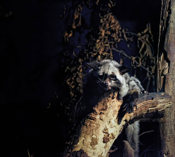 istock Raccoons are sticking to the branches at night. 1159189438