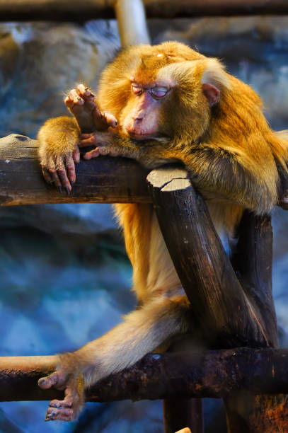 istock The monkey is sleeping on the timber. Northern pig-tailed macaque 1159190231