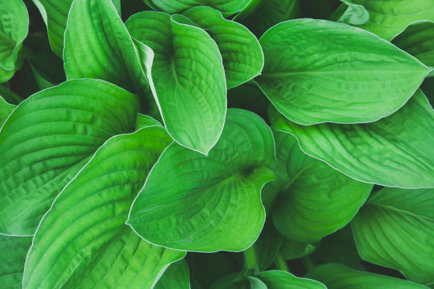 istock Green hosta leaves top view background. Big green fresh leaves pattern for design, brochure, backdrop, web, ad 1159190281