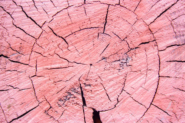 Pink old aged and cracked cut wood texture. Textured and weathered cut tree background. Grunge pink plank