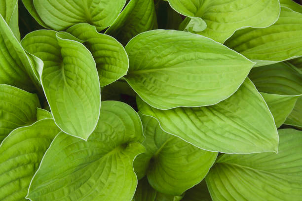 istock Green hosta leaves top view background. Big green fresh leaves pattern for design, brochure, backdrop, web, ad. Toned bright 1159190287