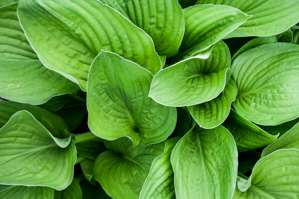 istock Green big hosta leaves top view background. Big green fresh leaves pattern for design, brochure, backdrop, web, ad 1159190297