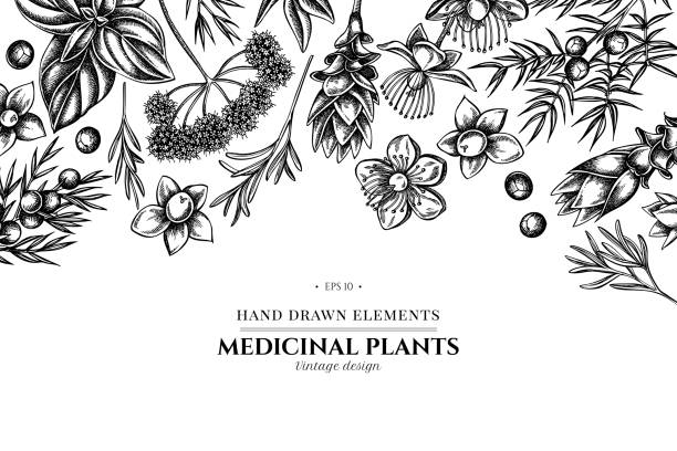 ilustraciones, imágenes clip art, dibujos animados e iconos de stock de diseño floral con angélica en blanco y negro, albahaca, enebro, hipericum, romero, cúrcuma - angelica herb plant organic