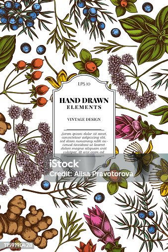 istock Card design with colored angelica, basil, juniper, hypericum, rosemary, turmeric 1159190428
