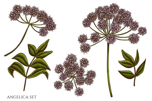 wektorowy zestaw ręcznie rysowane kolorowe angelica - angelica plant flower uncultivated stock illustrations