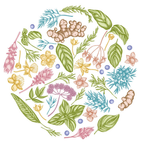 okrągły kwiatowy wzór z pastelową angeliką, bazylią, jałowcem, hipericum, rozmarynem, kurkumą - angelica plant flower uncultivated stock illustrations