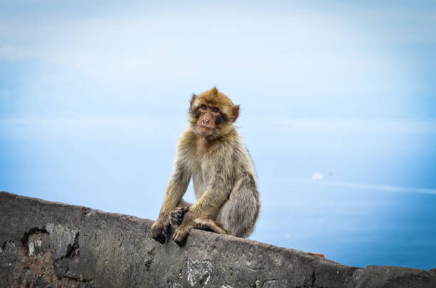 close of view of the gibraltar monkeys close of view of the gibraltar monkeys baboon photos stock pictures, royalty-free photos & images