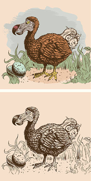 letzte sichtung des dodo - engraving eggs engraved image old fashioned stock-grafiken, -clipart, -cartoons und -symbole