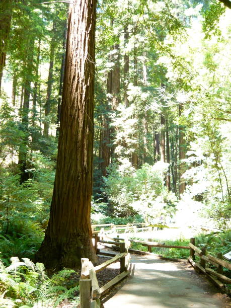 istock Redwood forest trees in summer 1159192107