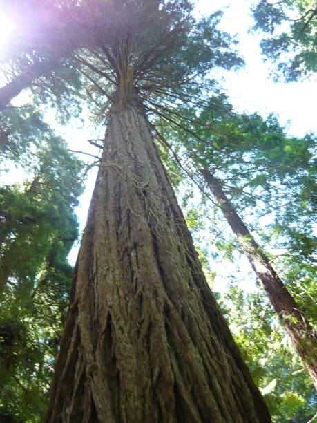 istock Redwood forest trees in summer 1159192125