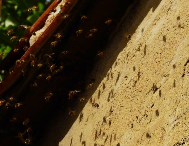 istock A swarm of bees 1159192363