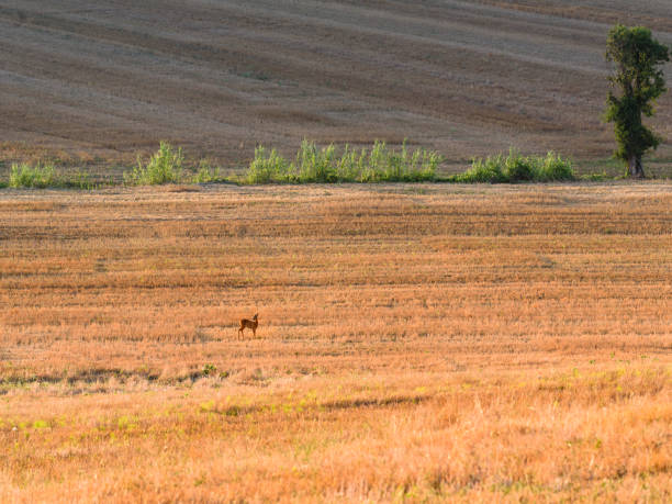 istock Deer in a dry wheat field in Tuscany, Italy 1159193190