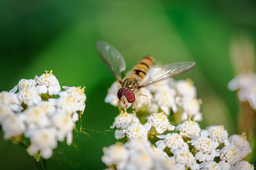 Macro picture of a winged insect sitting on a flower