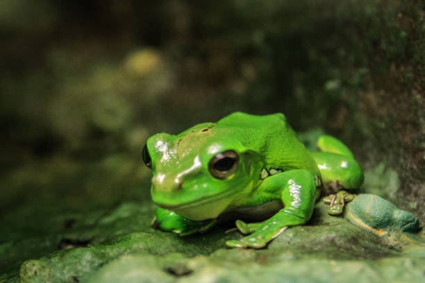 istock Wet green frog waiting for something 1159194443