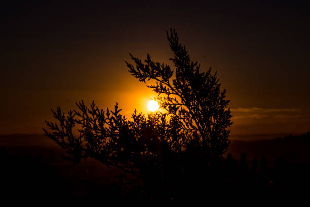 istock sunset, flowers, roses and nature 1159194585