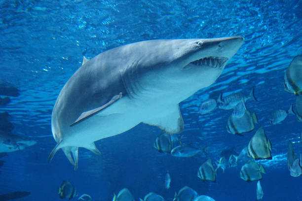 istock Shark swimming under water 1159195348