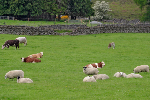 Farmland with cattle and sheep