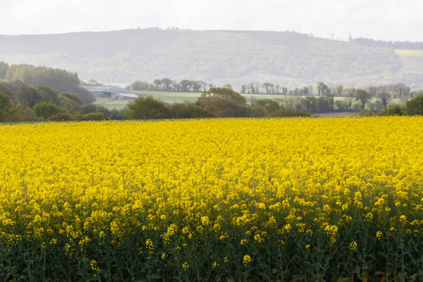 istock Field of canola in Brittany 1159197868