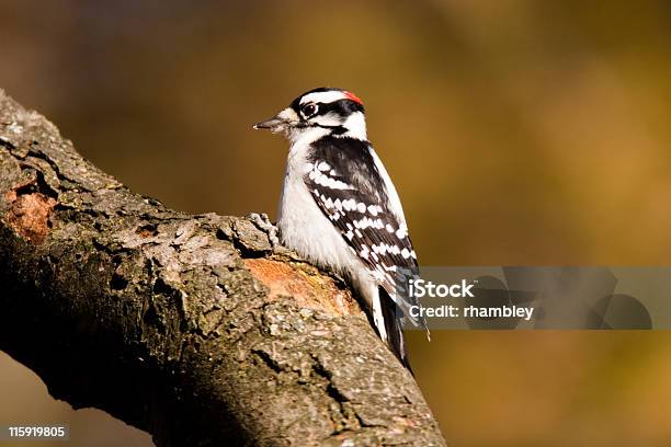 Foto de Picoides Pubescens e mais fotos de stock de Bico - Bico, Caindo, Casca de Árvore