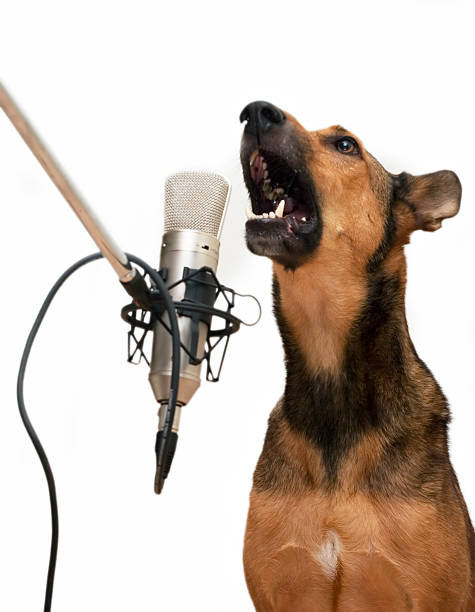 Singing Dog with Microphone Sex, Drugs and Dog & Roll! This dog is singing is longues out. Please comment after your download. barking animal sound stock pictures, royalty-free photos & images