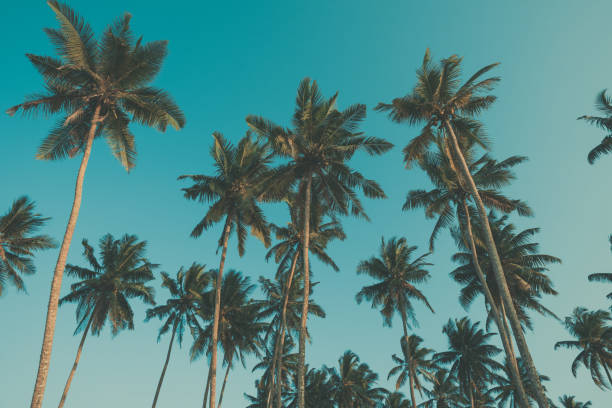 istock Coconut palms on tropical coast vintage toned 1159199829