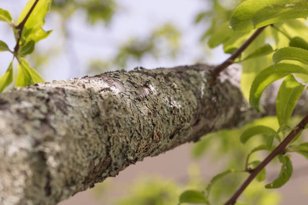 branche d'un prunier, recouvert de lichen foliose, poussant sur l'écorce. - tree branch tree trunk leaf photos et images de collection