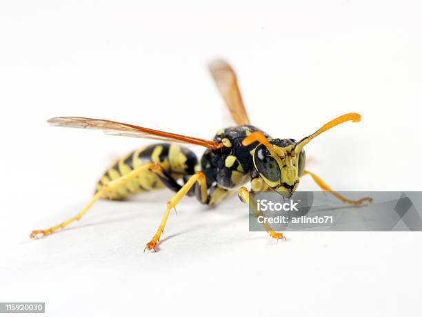 絶縁 Wasp 03 - ジャケットのストックフォトや画像を多数ご用意 - ジャケット, 黄色, カリバチ