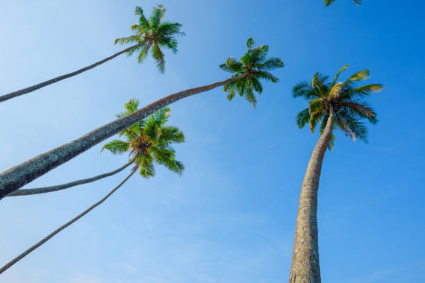 istock Coconut palm trees over blue sky 1159200303