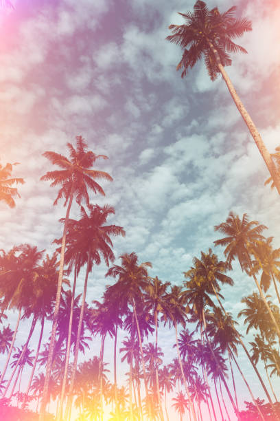 istock Coconut palm trees vintage toned 1159200487