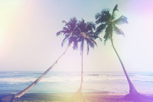 istock Vintage toned coconut palm trees 1159200525