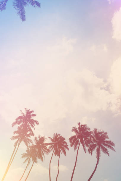 istock Coconut palm trees on ocean beach vintage stylized 1159200552