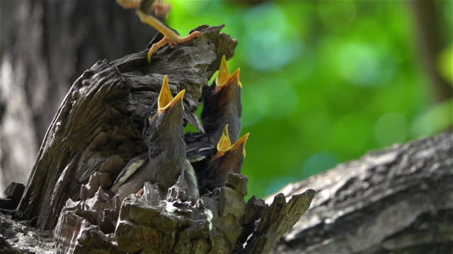Baby birds wait for their mother to feed.