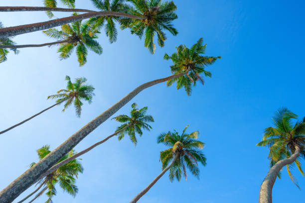 istock Coconut palm trees on the beach 1159201569