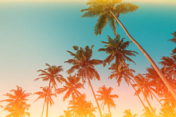 istock Palm trees on beach vintage toned 1159202422