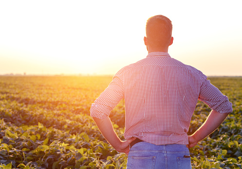 Rear view of young farmer standing in filed examining soybean corp at sunset.