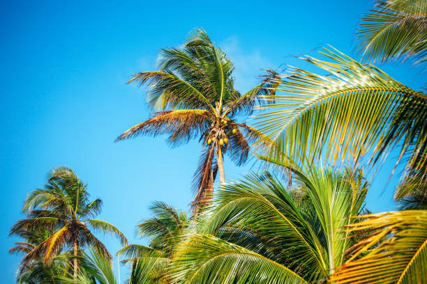 Coconut palm trees - Benin, West Africa