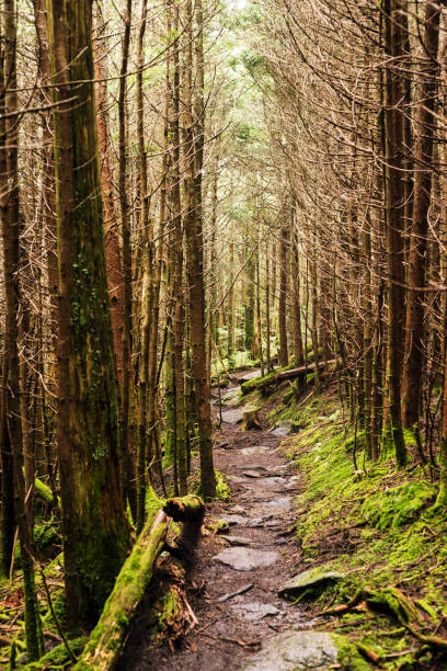 istock Mountain trail near Mt. Mitchell, NC 1159202796