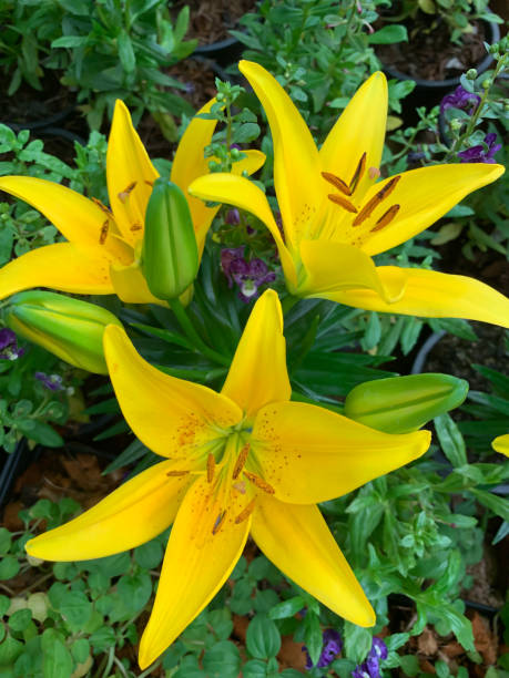 istock fresh yellow Lilly on green background 1159202947