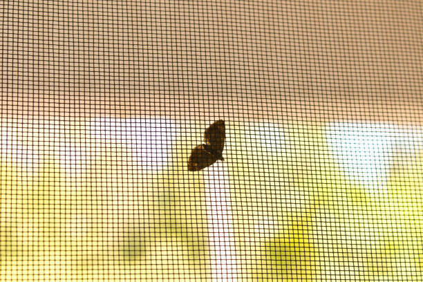 istock Moth on the window grid. Against the blue sky. 1159203015
