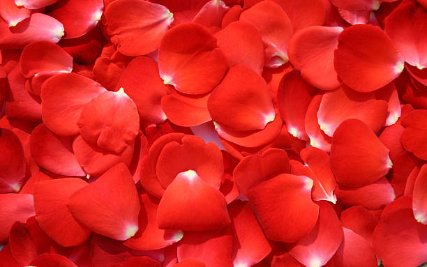 istock bed of roses petals - valentin's background 115920374