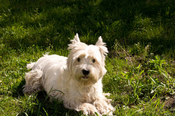 istock The West highland white Terrier on a green lawn. 1159203751