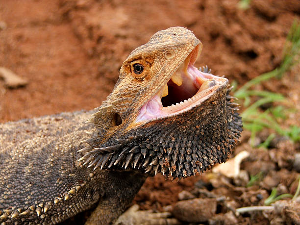 Angry Bearded Dragon (Pogona vitticeps) with mouth open outback Australia