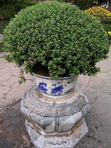 China earthern pot of plant/shrub on a pedestal inside Humble Administrator's Garden, Suzhou, Jiangsu Province, China